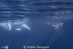 Baleine à bosses
MEGAPTERA NOVAEANGLIA 
REUNION 2023 by Didier Pasquini 
